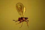 Detailed Fossil Fly, Beetle and Wasp in Baltic Amber #139076-3